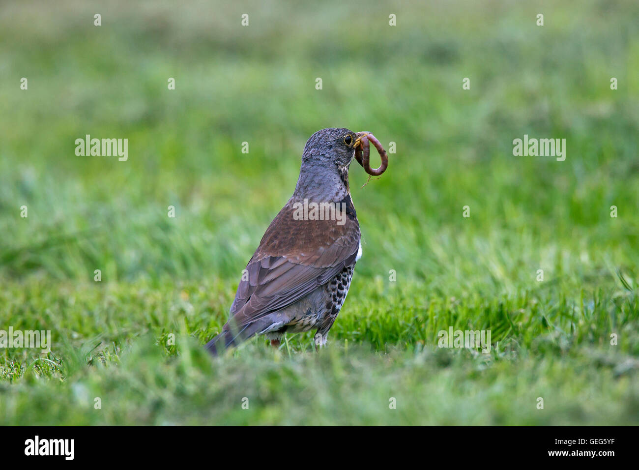 F) Fieldfare (Turdus avec bec en ver dans les prairies Banque D'Images