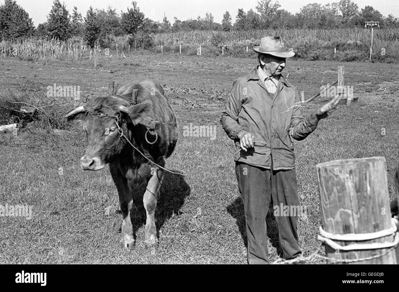 T G Mayo et son boeuf Charlie Brown - Lac Banque D'Images