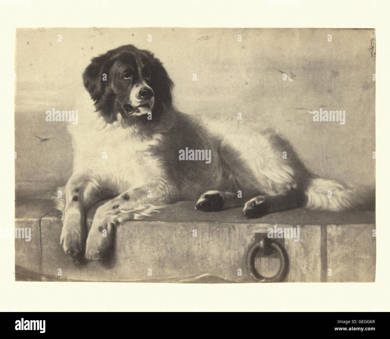 St Bernard Dog Illustration Photos St Bernard Dog