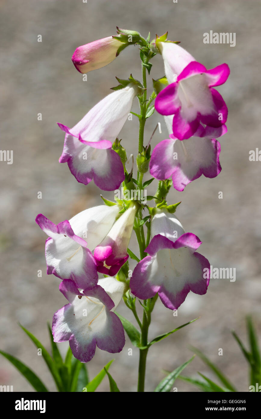 Pointe rose fleurs tubulaires blanc de la floraison longue sous un arbuste, Penstemon 'Laura' Pensham Banque D'Images
