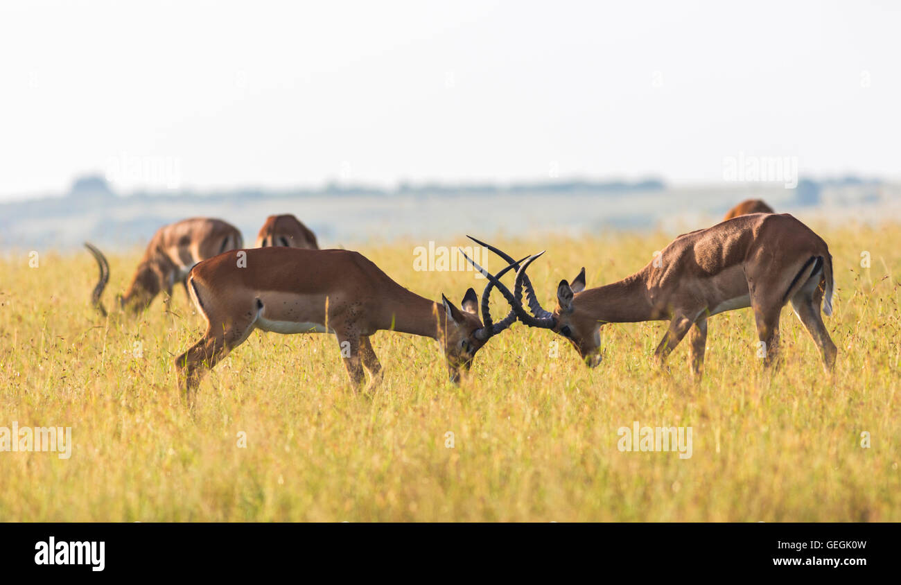 Deux combats Impalas avec tête penchée et broyage bois ensemble sur la savane dans le Masai Mara, Kenya, Afrique Banque D'Images