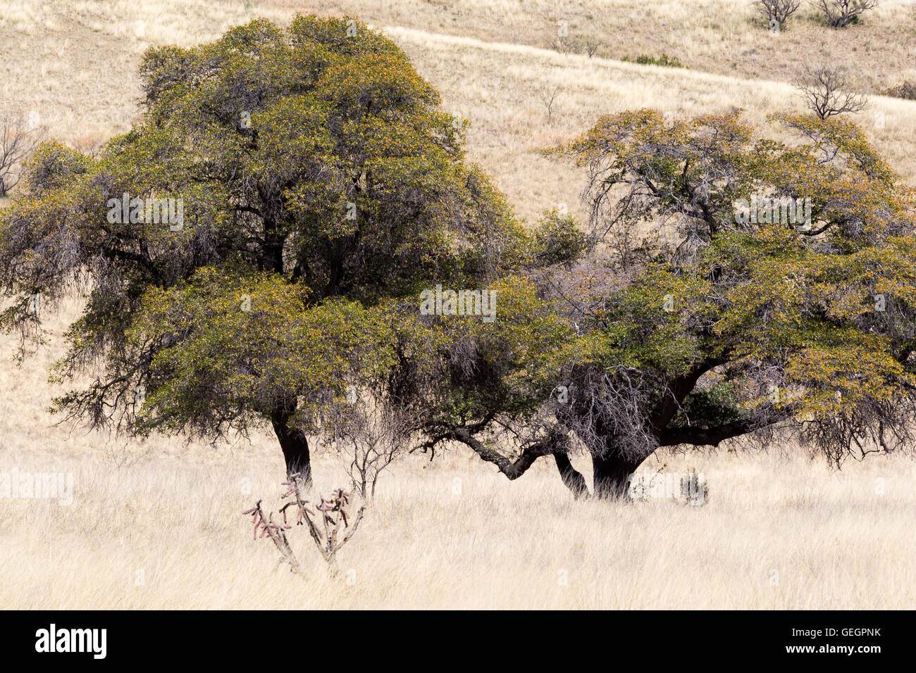 Chêne arbres poussant dans les prairies des Apaches dans les contreforts des montagnes de Santa Rita. Coronado National Forest, Arizona Banque D'Images