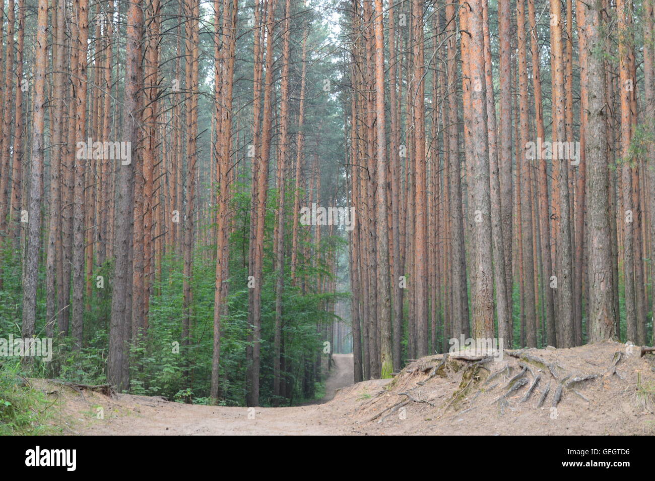 Chemin dans une forêt de pins - le sable et les troncs d'arbres Banque D'Images