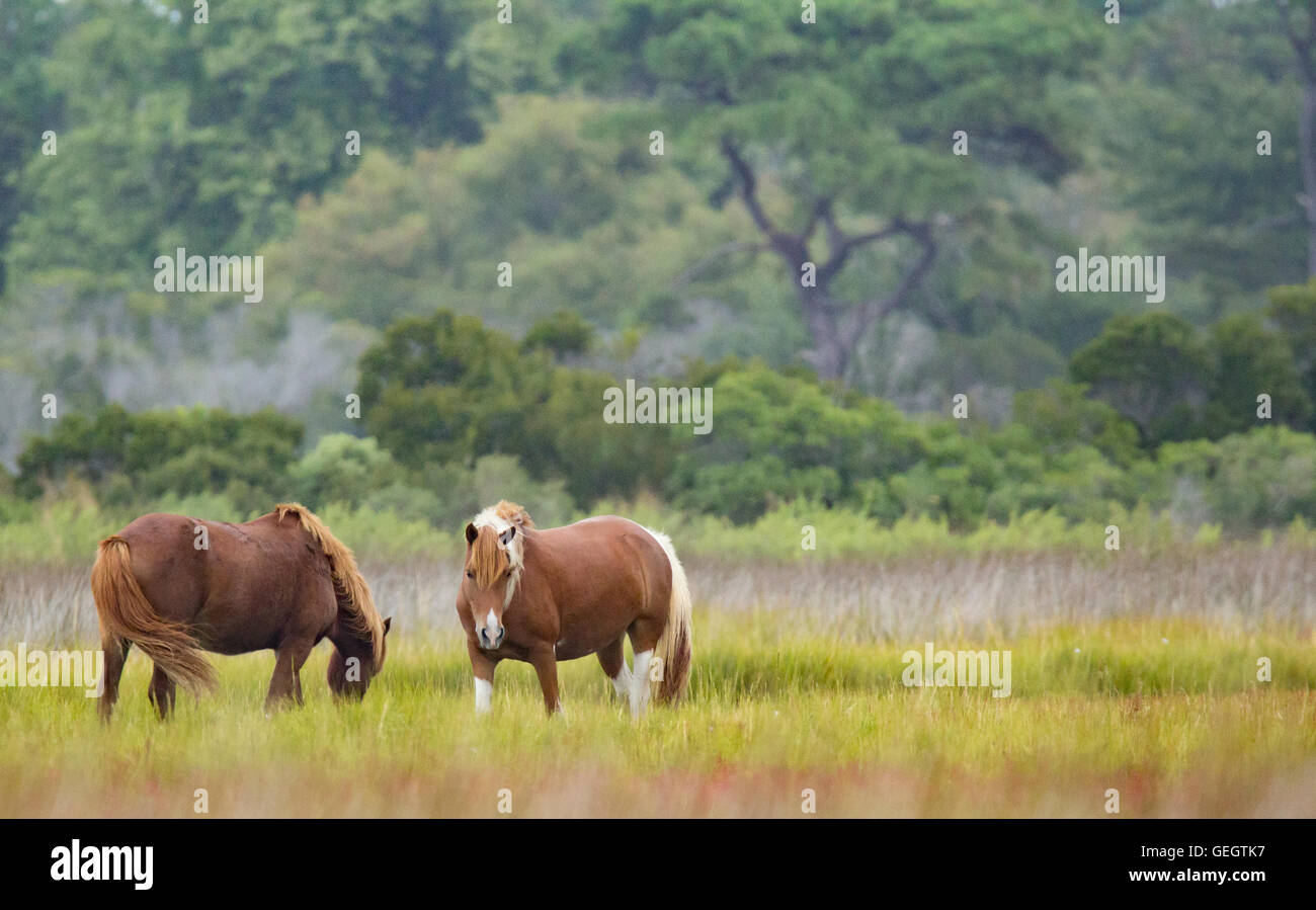 Les chevaux sauvages de Assateague Island Banque D'Images