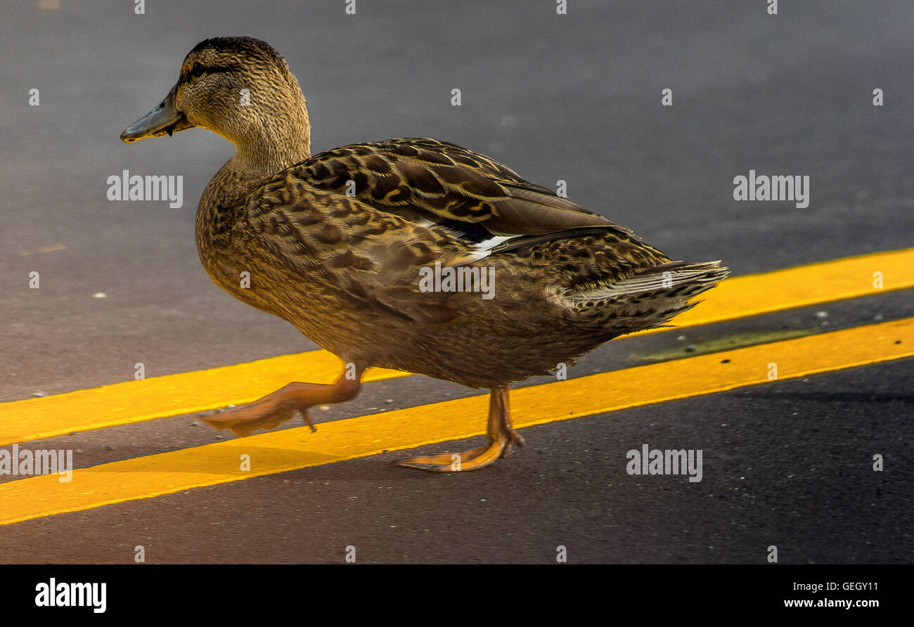 Duck Crossing Road Banque D'Images