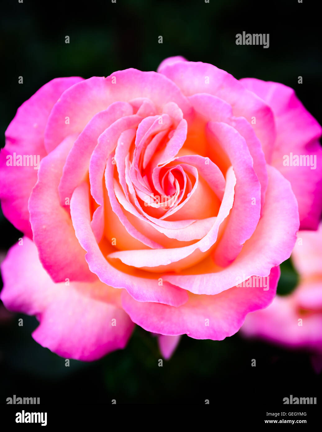 Une fleur rose rose et blanc prises dans le Jardin botanique de Belfast Rose. Banque D'Images