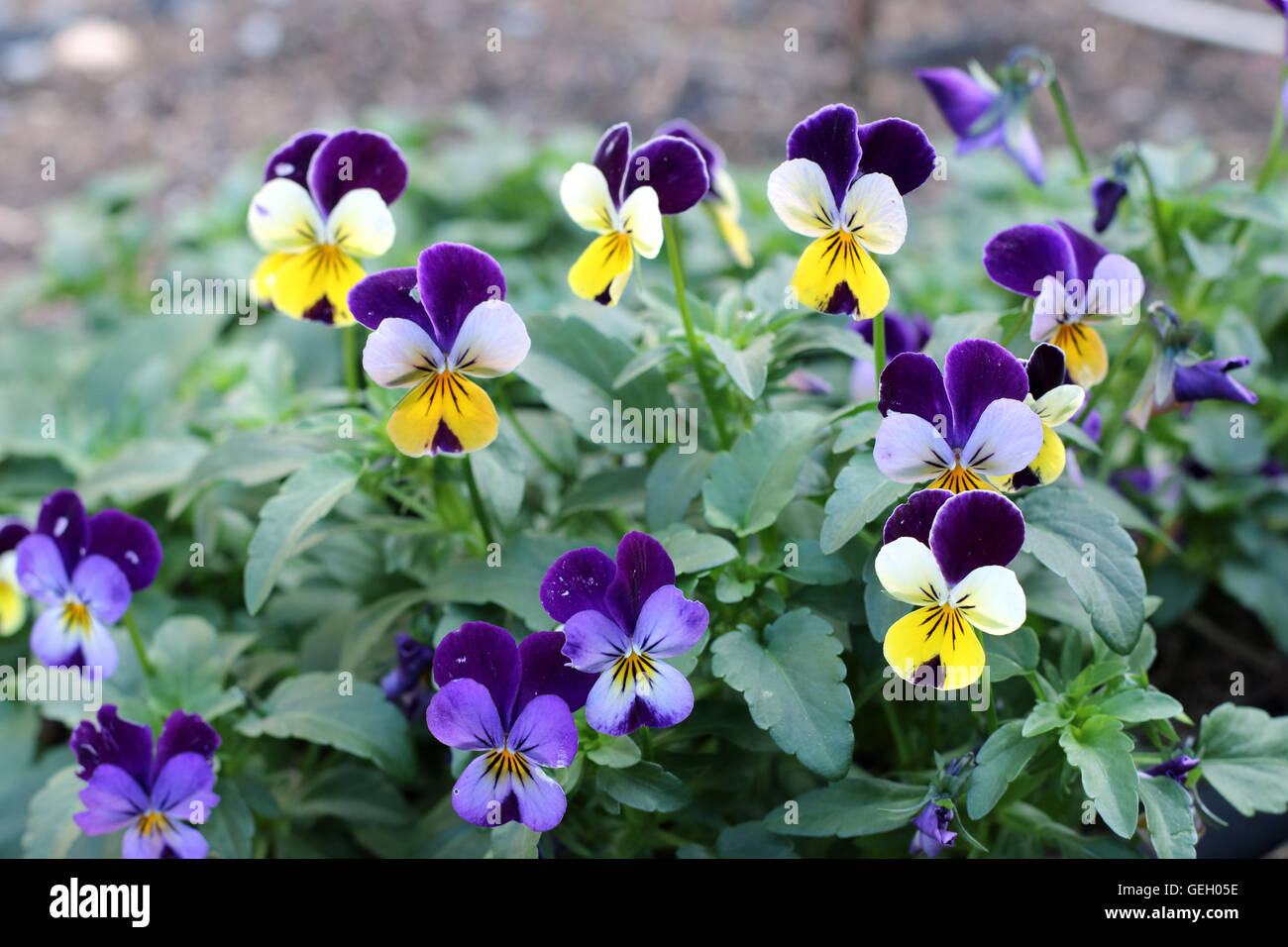 Viola tricolor, ou Viola Cornuta ou également connu sous le nom de Viola Johnny Jump Up une fleurs comestibles Banque D'Images