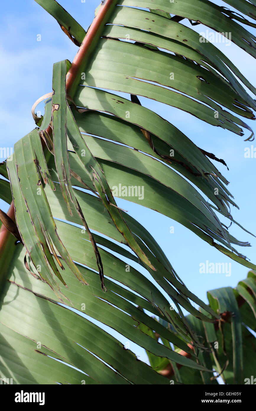 Déchiré et feuilles de bananier déchiqueté endommagé par un vent fort en hiver en Australie Victoria Melbourne Banque D'Images