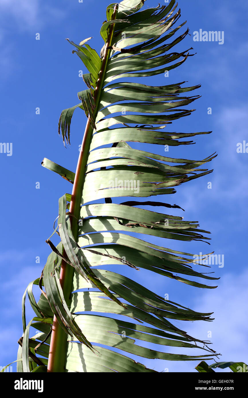 Déchiré et feuilles de bananier déchiqueté endommagé par un vent fort en hiver en Australie Victoria Melbourne Banque D'Images