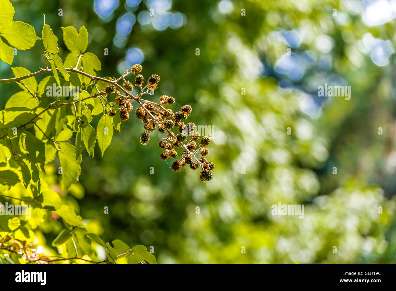 Branche de baies immatures vert Banque D'Images