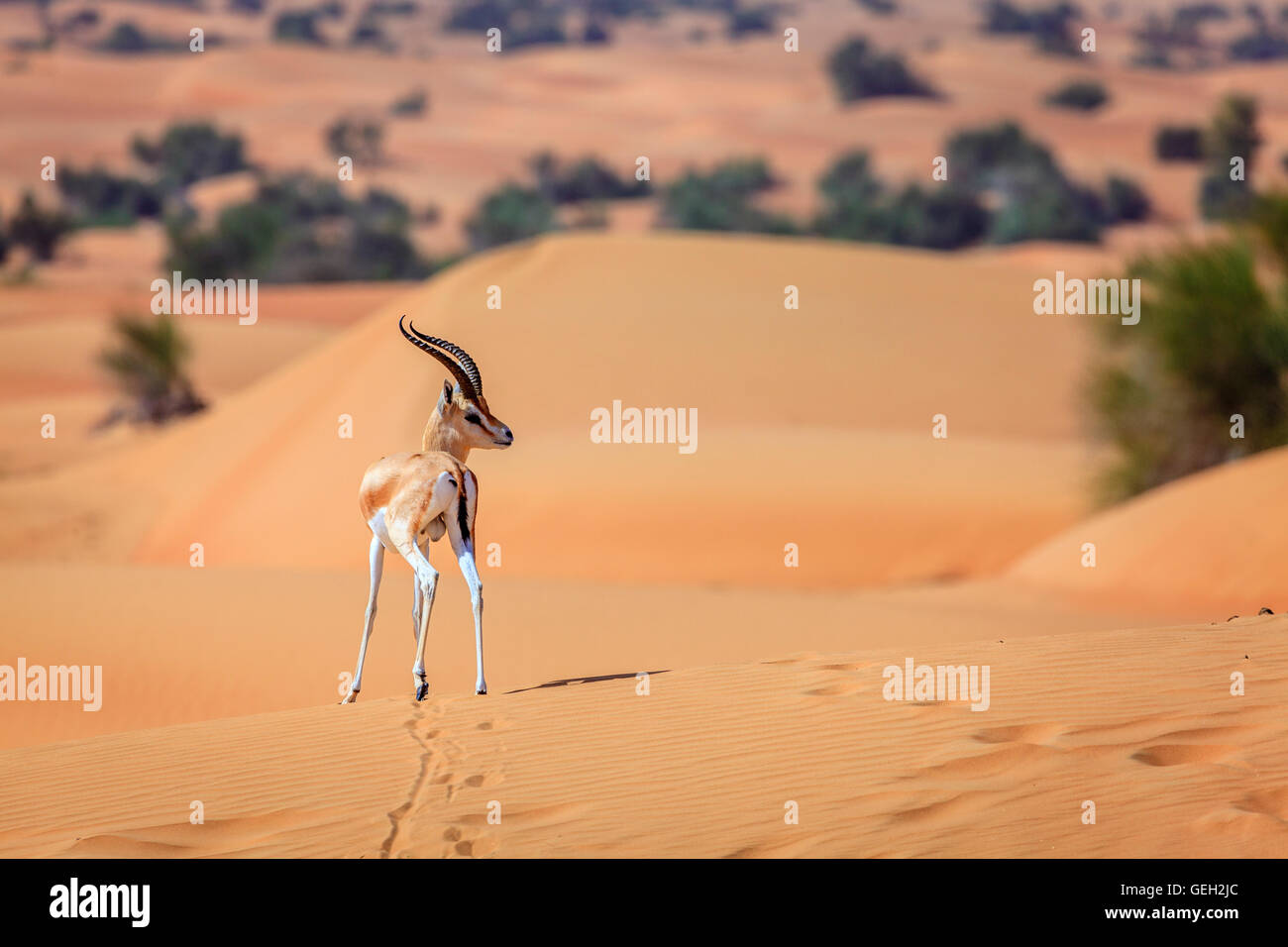 La gazelle d'Arabie dans le désert d'une réserve de conservation près de DUBAÏ, ÉMIRATS ARABES UNIS Banque D'Images