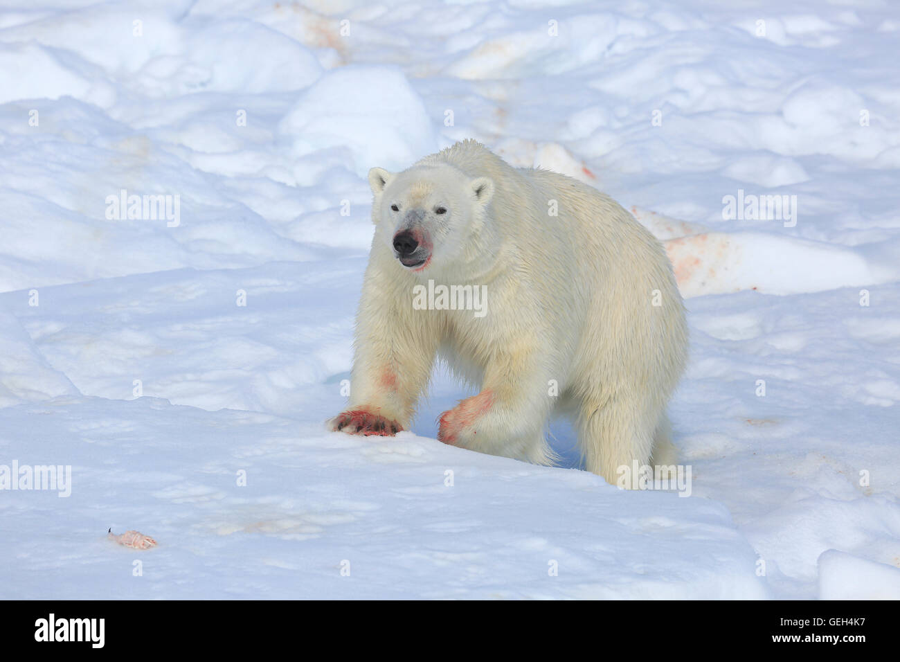 La marche de l'ours polaire sur la banquise dans l'Arctique après avoir mangé un sceau Banque D'Images