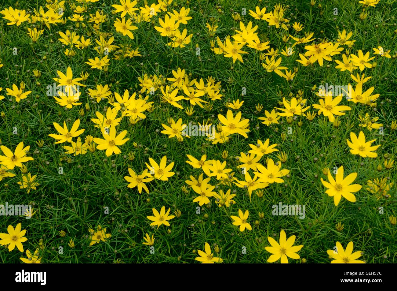 Coreopsis verticillata Golden gagner whorled tickweed Banque D'Images