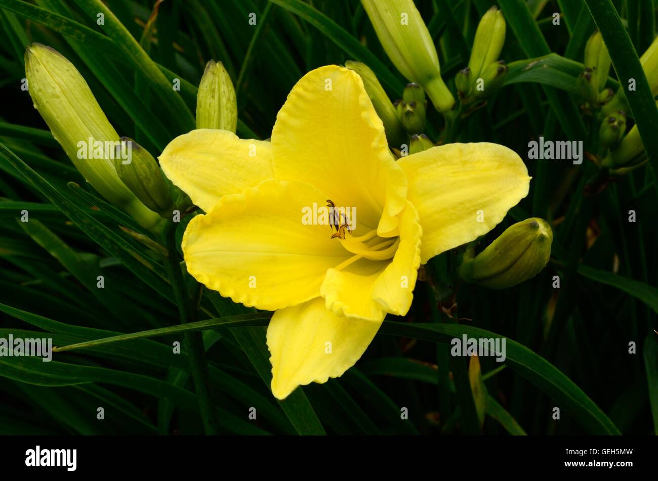 Hemerocallis hémérocalle Hémérocalle Ginko d'Or Banque D'Images
