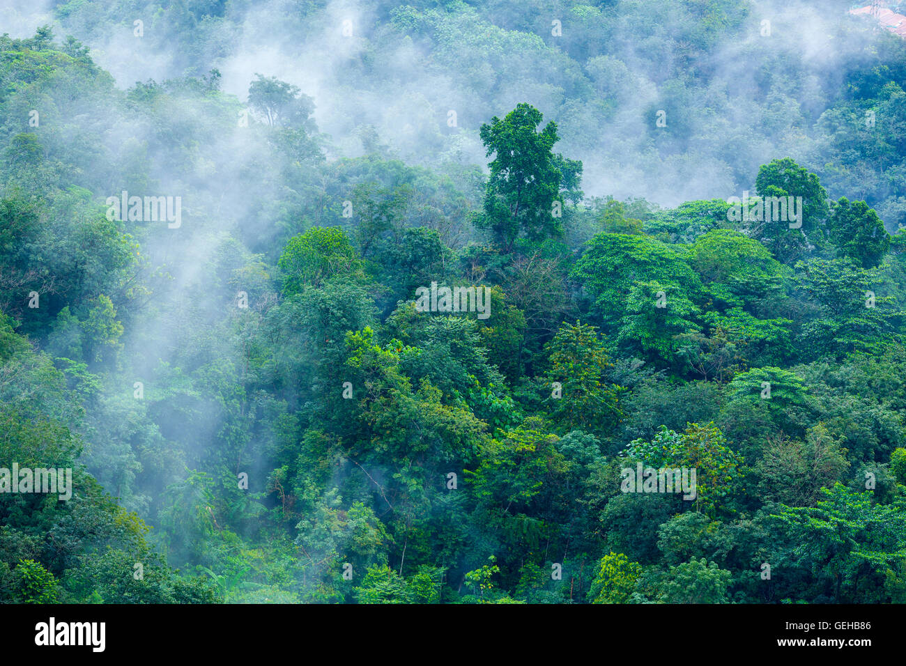 La forêt tropicale humide avec Morning Mist s'évaporer 2 Banque D'Images