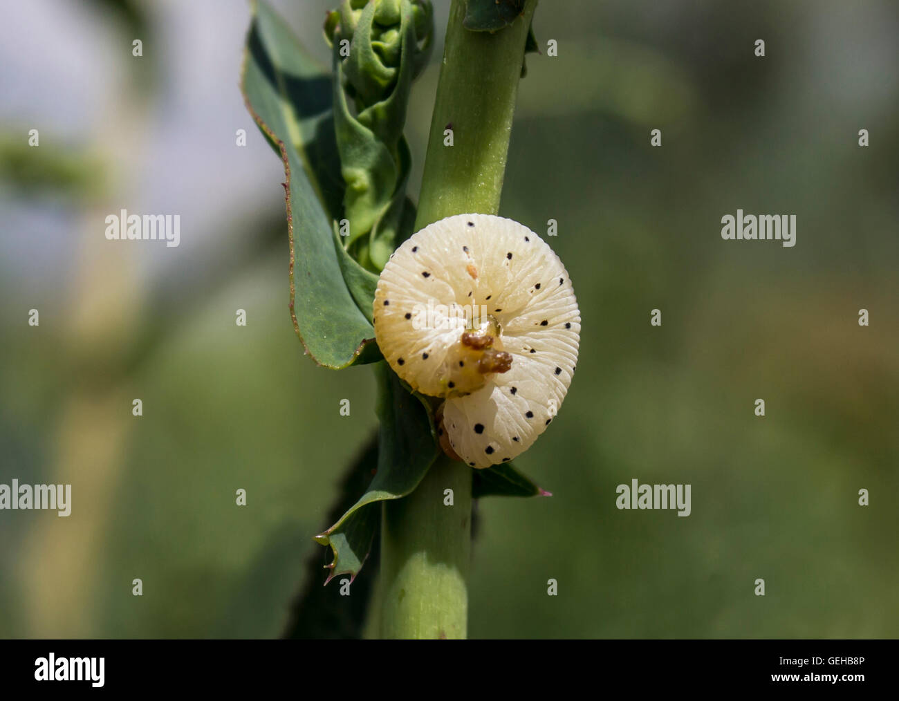 Larve de l'insecte sur la branche close up Banque D'Images