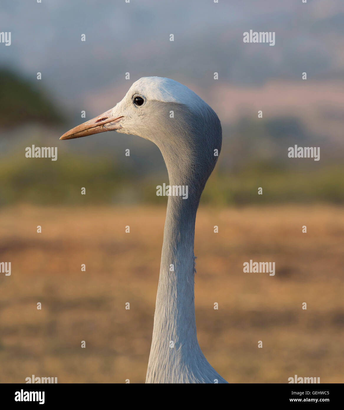 (Anthropoides paradiseus grue bleu) portrait - oiseau national de l'Afrique du Sud Banque D'Images