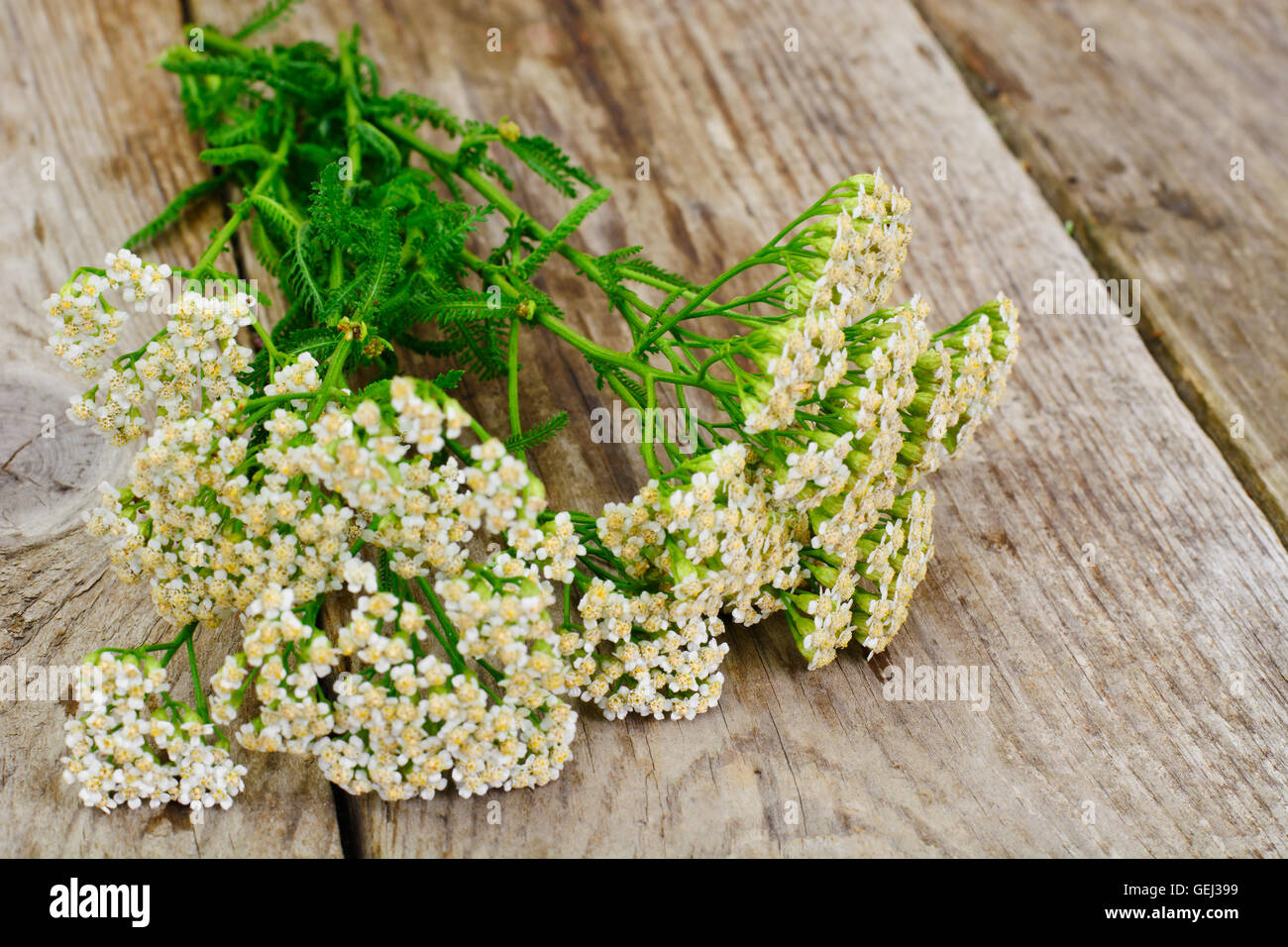 Fleur d’achillée millefeuille Banque D'Images