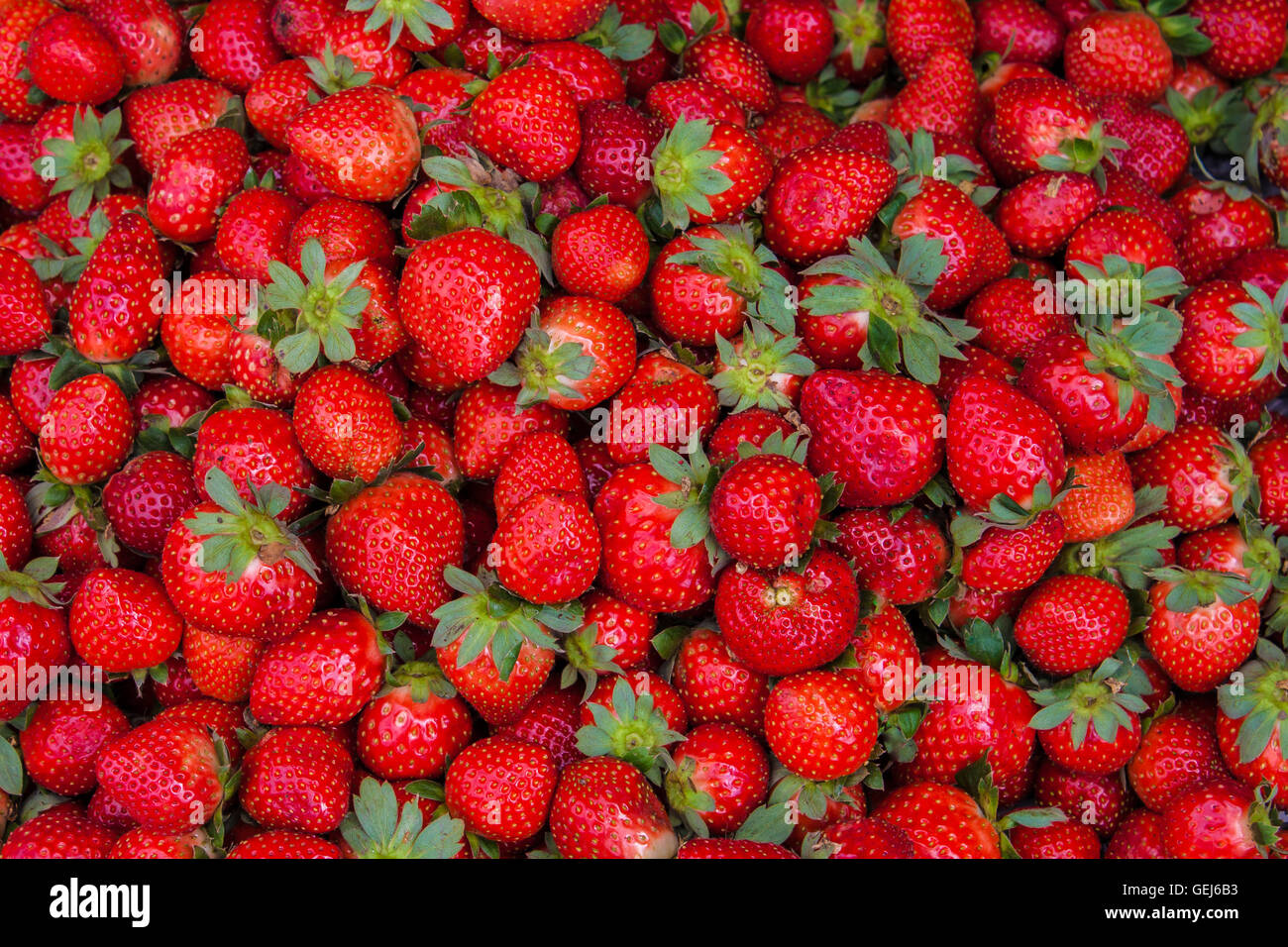 Parfait aux fraises - frais mûrs d'arrière-plan de l'alimentation de fraises fraîchement récolté. Banque D'Images