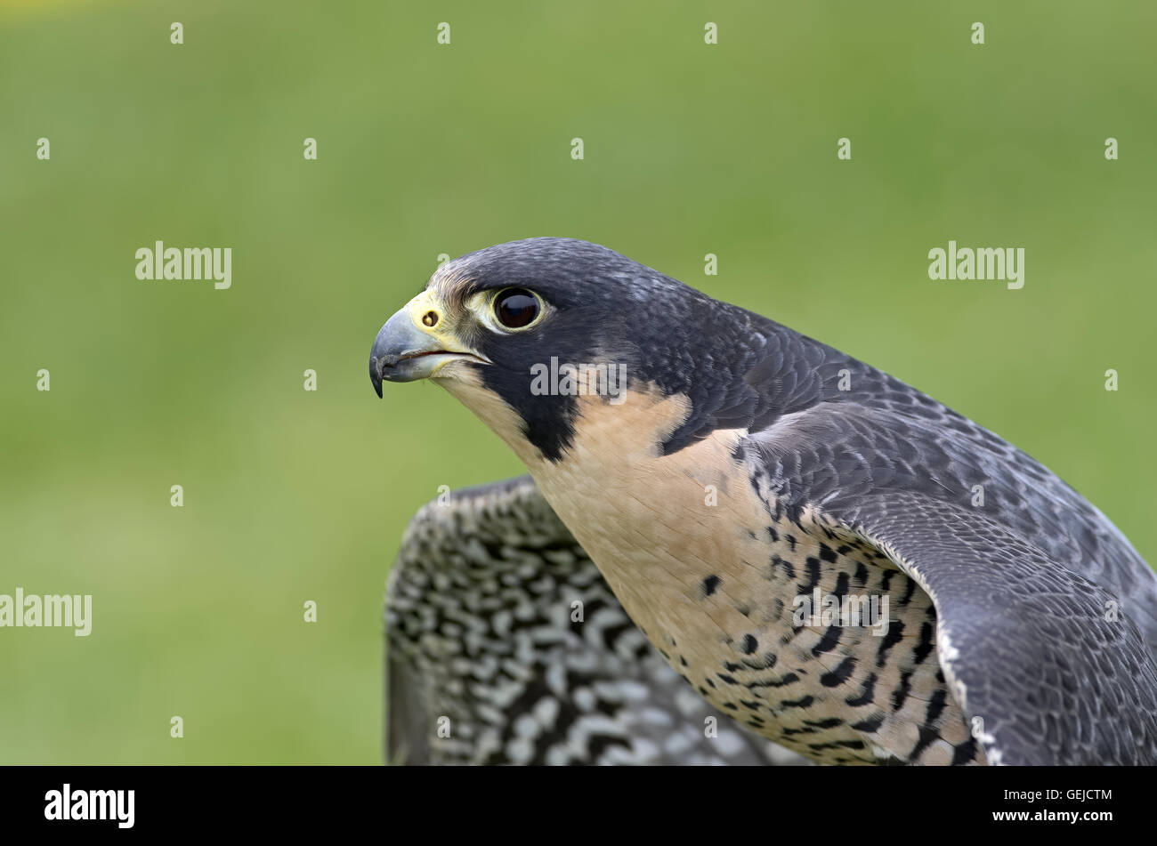 Le faucon pèlerin ont été autrefois en voie de disparition, mais ont