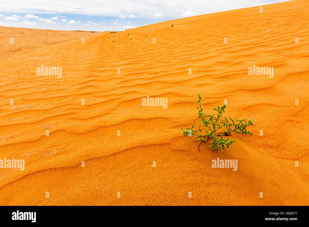 Plante du désert, dans le désert de Kyzylkum connu aussi sous le nom de désert de sable rouge, en Ouzbékistan. Banque D'Images