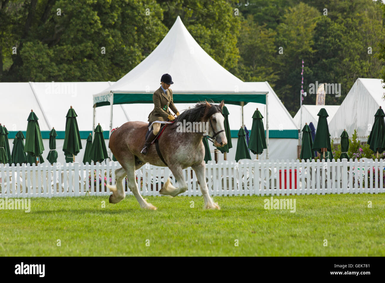 Près de Brockenhurst, Hampshire, Royaume-Uni. 26 juillet, 2016. Le premier jour de la Nouvelle Forêt & Hampshire County montrent que des milliers d'assister à l'événement qui se déroule sur trois jours. Credit : Carolyn Jenkins/Alamy Live News Banque D'Images