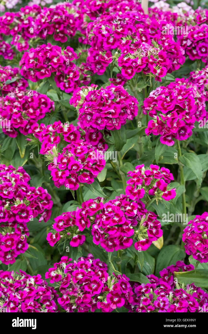 Sweet William en pleine floraison. Banque D'Images