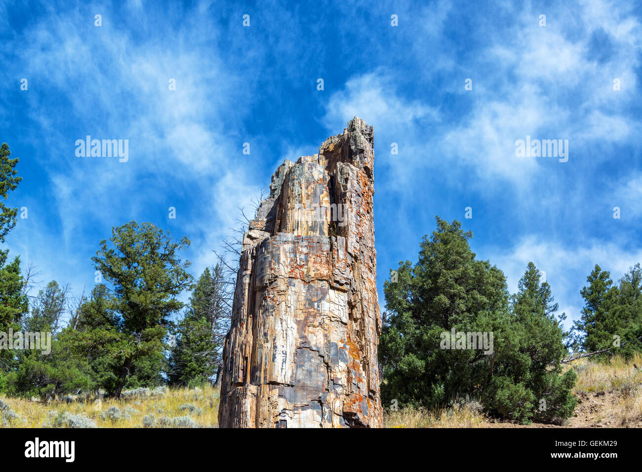 Sur le célèbre arbre pétrifié dans le Parc National de Yellowstone Banque D'Images