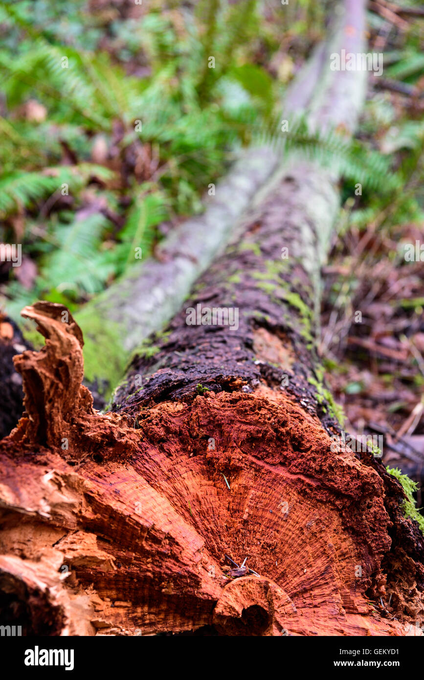 Libre de la tempête, tronc d'arbre cassé net dans les bois Banque D'Images
