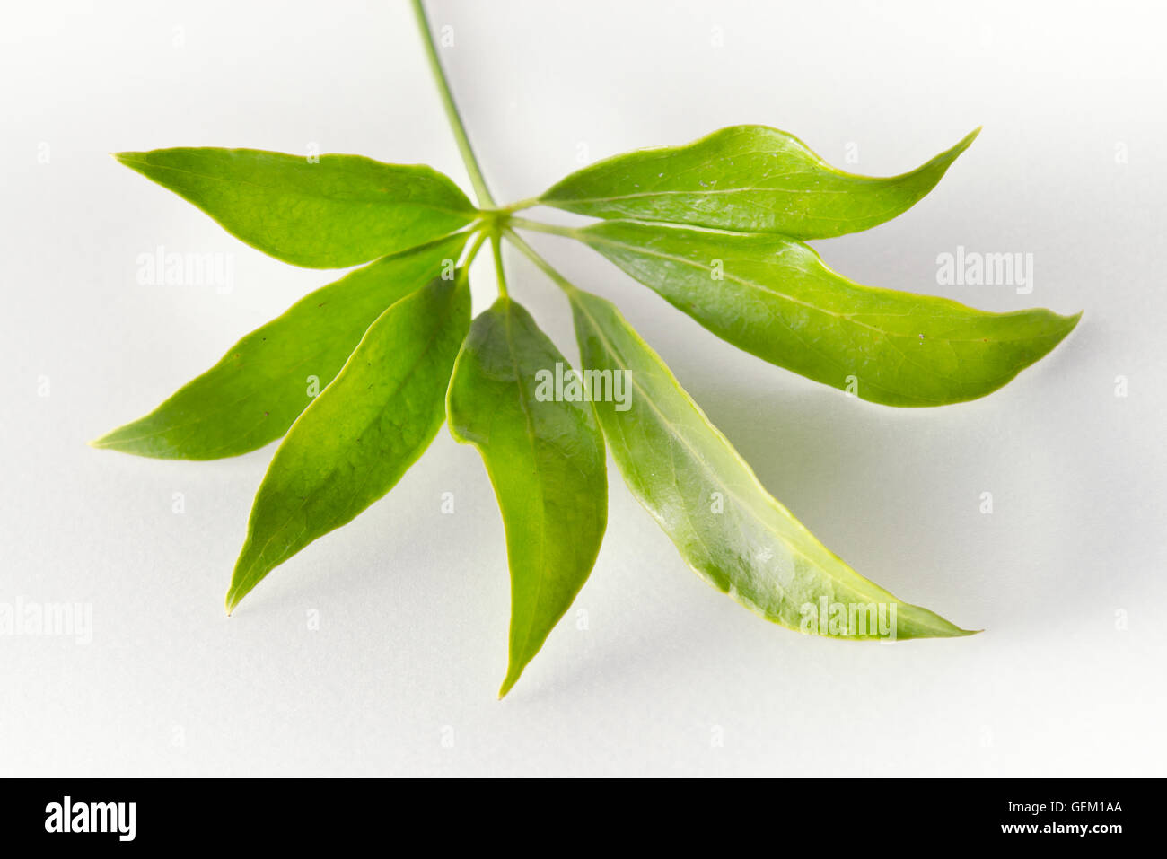 Araliaceae leaf - célèbre Thai Herb (également appelée Schefflera leucantha R.Vig., Schefflera kwangsiensis Merr. ex H.L.Li, Scheffl Banque D'Images