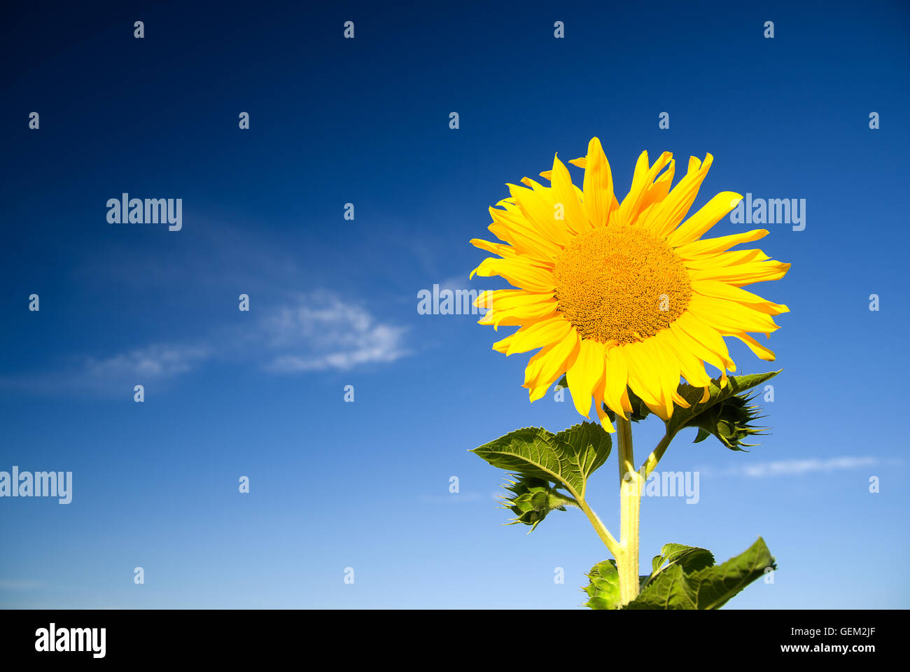 De plus en plus de tournesol sur un champ agricole dans le soleil. Banque D'Images