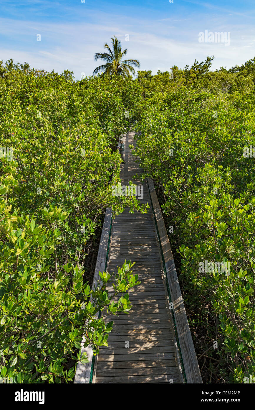 Florida Keys, Long Key State Park, Golden Orb Sentier nature, une promenade à travers la forêt de mangrove, vue à partir de la tour d'observation Banque D'Images