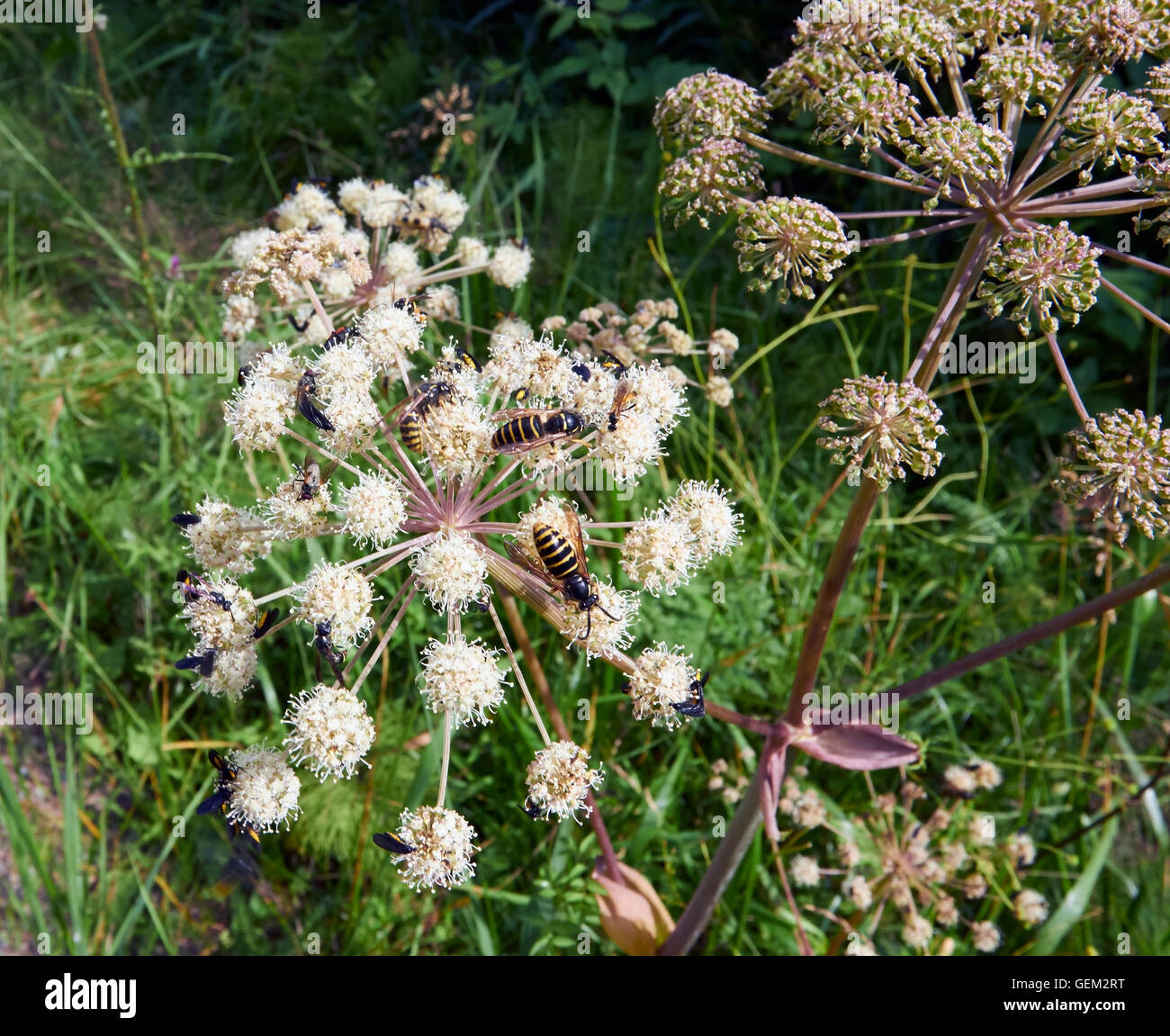 L'angélique sauvage Angelica sylvestris, ombelles floraison Banque D'Images