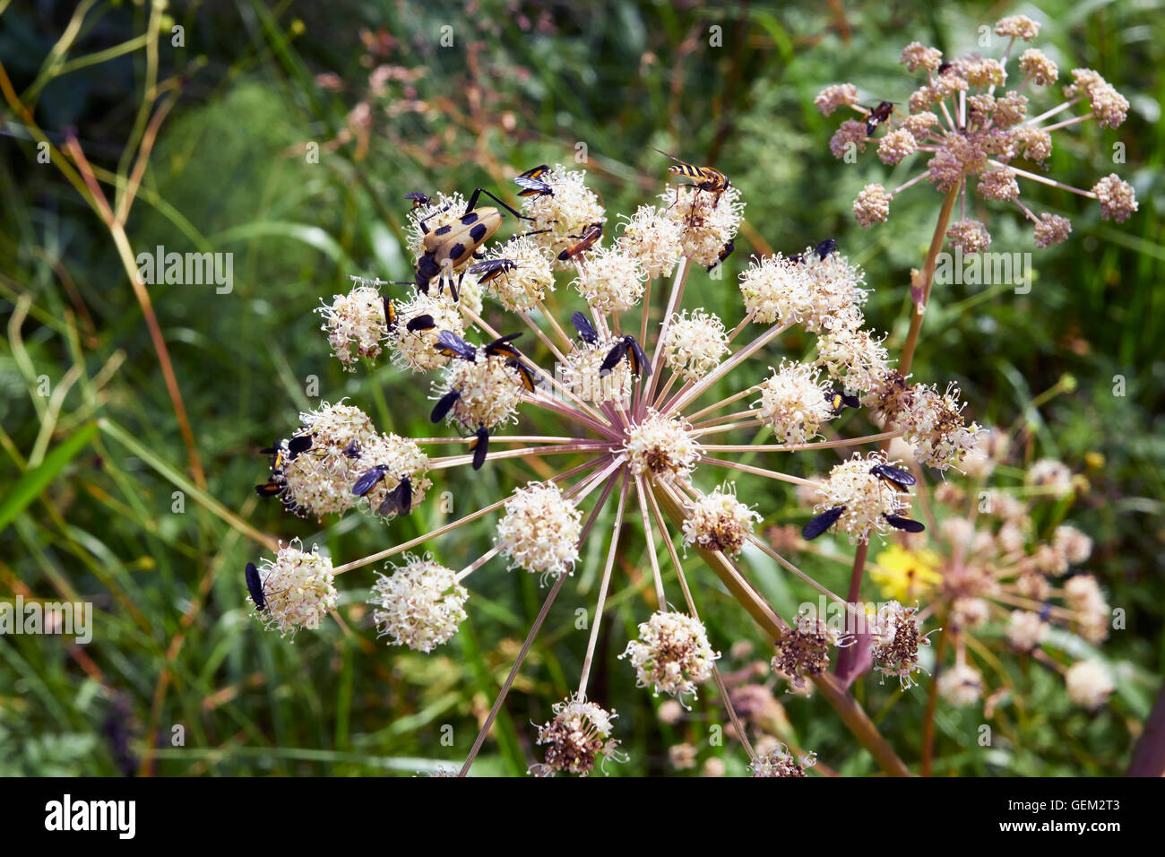 L'angélique sauvage Angelica sylvestris, ombelles floraison Banque D'Images