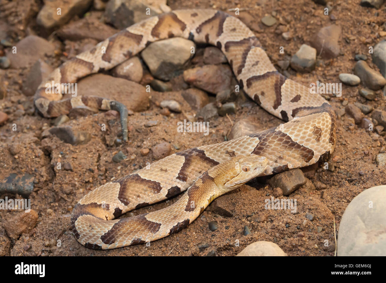 Le Nord, Agkistrodon contortrix mokasen copperhead, originaire de l'Est des États-Unis Banque D'Images