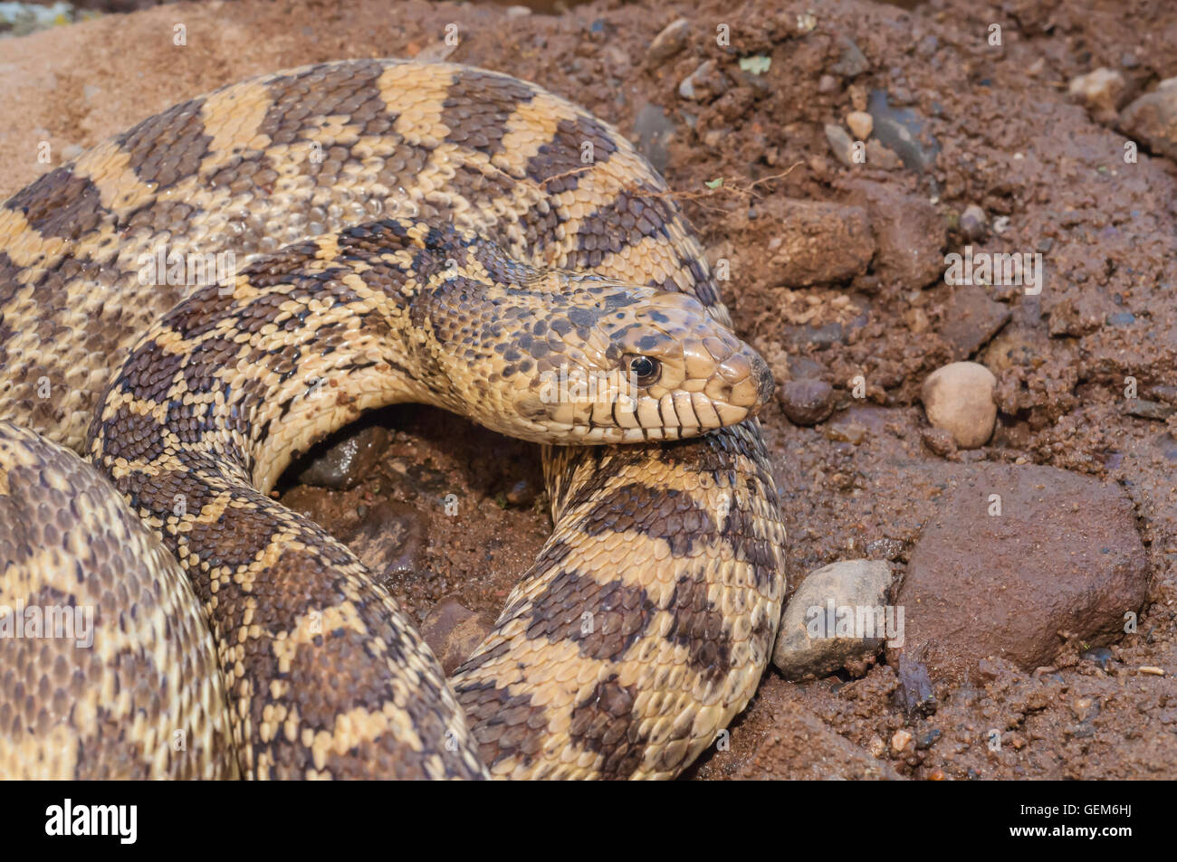 Serpent taureau Pituophis, catinefer sayi, originaire de centre des États-Unis, le nord du Mexique, la Saskatchewan, l'Alberta et de la C.-B. Banque D'Images