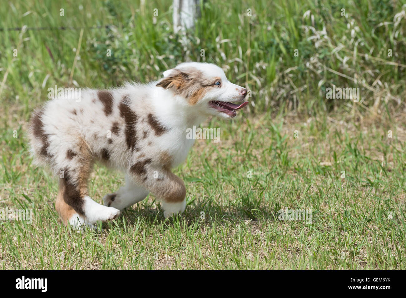 Neuf semaines merle rouge chien berger australien, chiot Photo Stock - Alamy