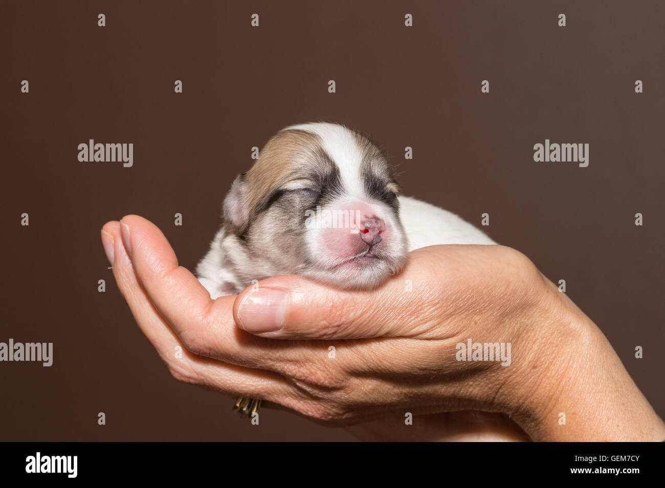 Ages D Une Semaine Coton De Tulear Chiot Avec Les Yeux Toujours Fermes Photo Stock Alamy
