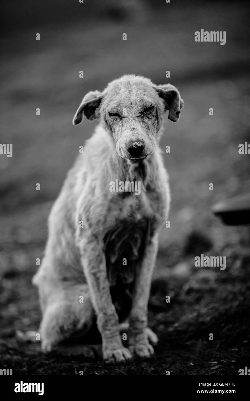 Photo en noir et blanc de la perte d'un chien abandonné Banque D'Images