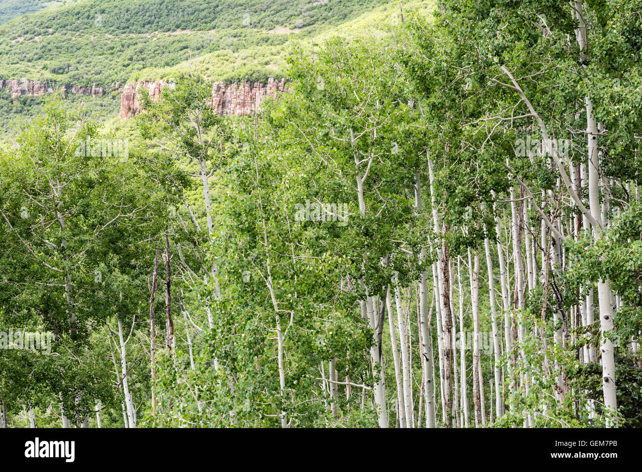 Un stand de tremble arbres au-dessous d'une falaise de roche rouge dans les alpes Montagnes La Sal de l'Utah Banque D'Images