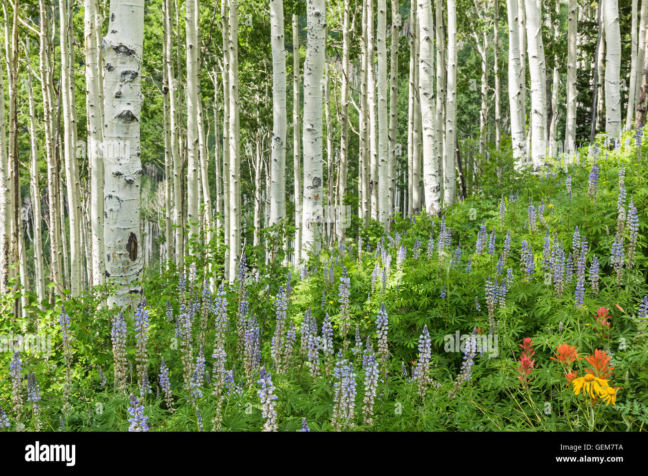 Feux du soleil tremble sur une pente avec lupin et d'autres fleurs sauvages dans les Montagnes La Sal alpine de l'Utah Banque D'Images