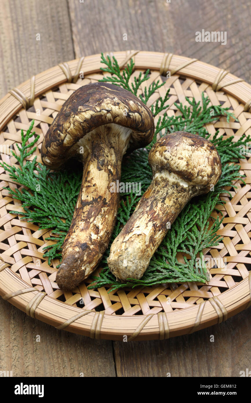 Champignons matsutake, nourriture japonaise Banque D'Images