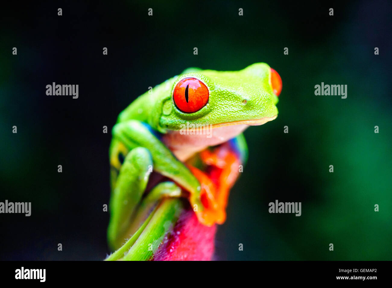Une grenouille arboricole aux yeux rouges au Costa Rica. Banque D'Images