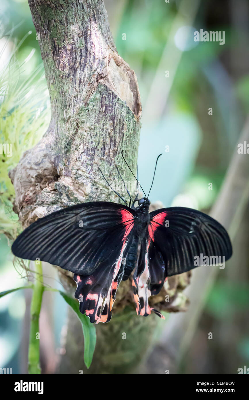 Papillon noir Banque D'Images