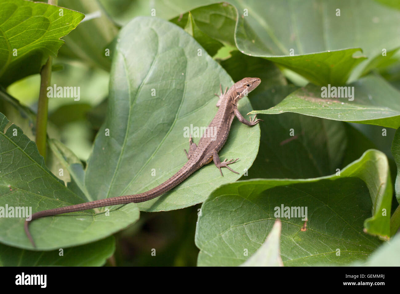 Un lézard Takydromus japonais appelé Banque D'Images