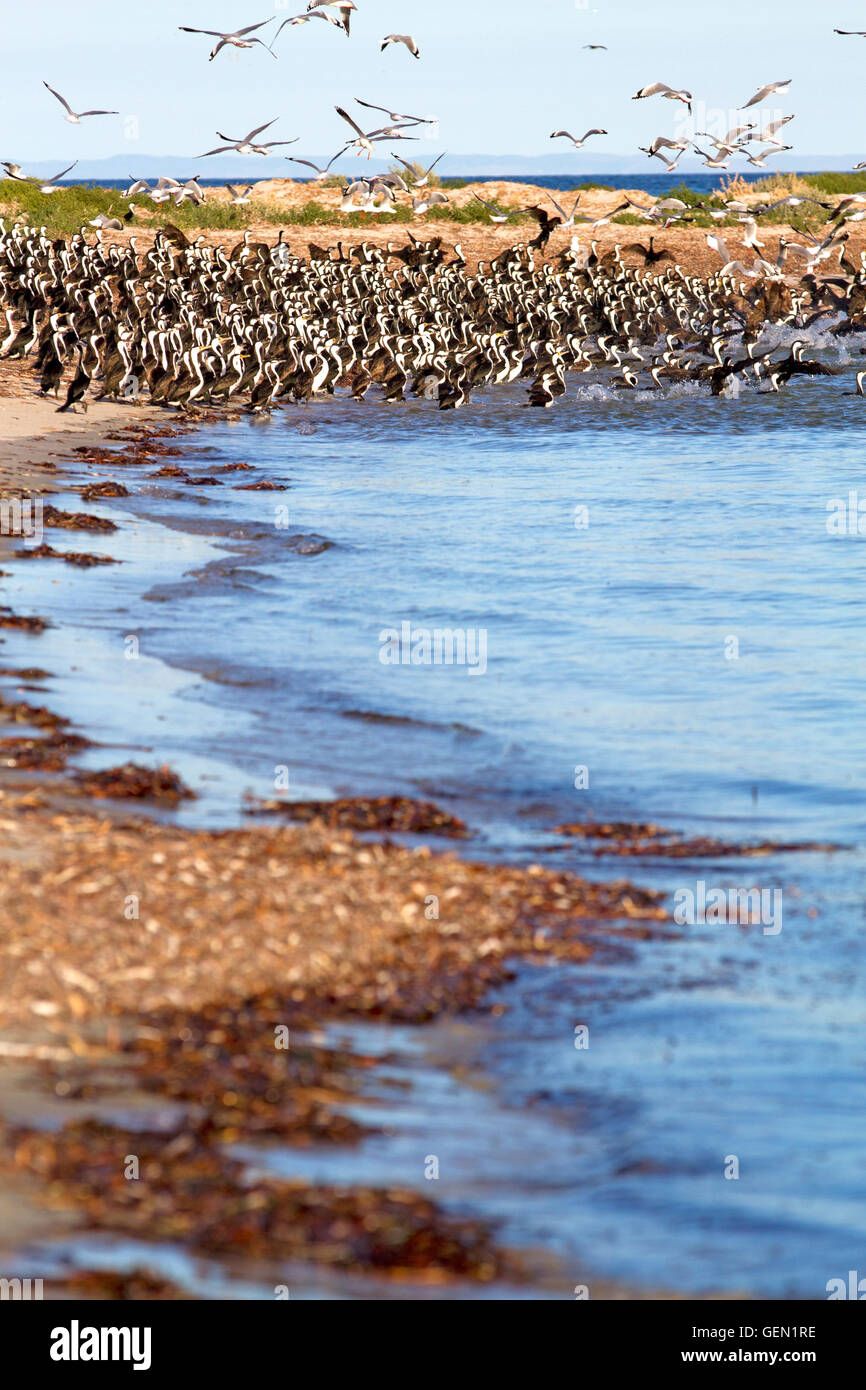 Pied cormorans sur l'île de Troubridge Banque D'Images