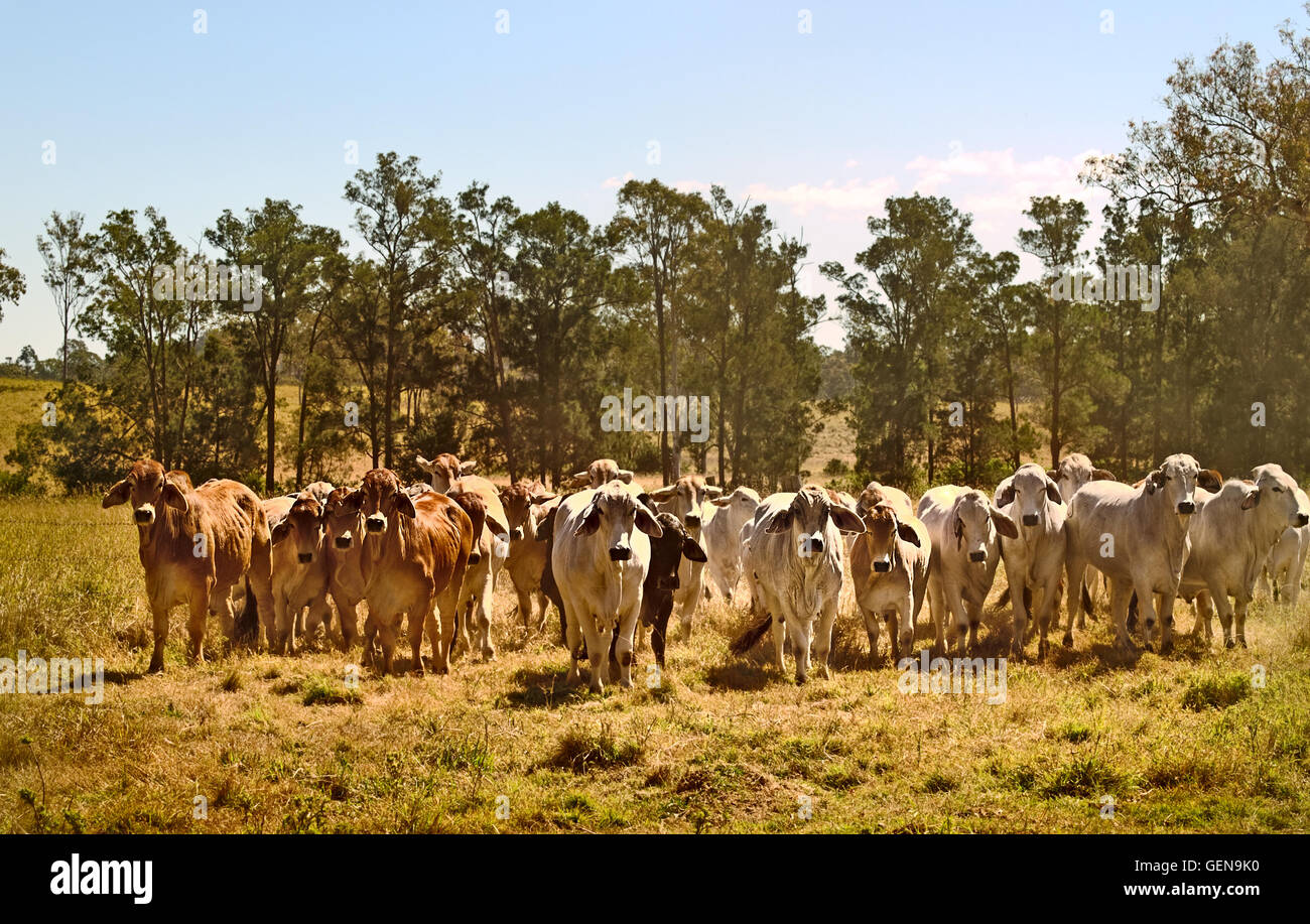 Brahman australienne ligne bovins, vaches rouges, gris, vache animaux sur ranch Banque D'Images