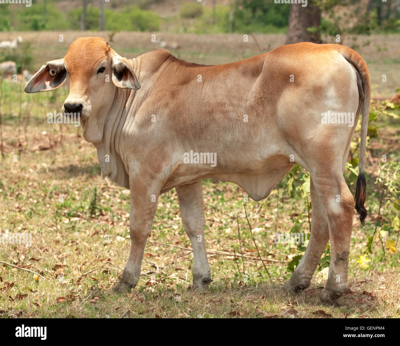 Les jeunes bovins à viande de veau de Brahman en solitaire sur le terrain ranch australien Banque D'Images