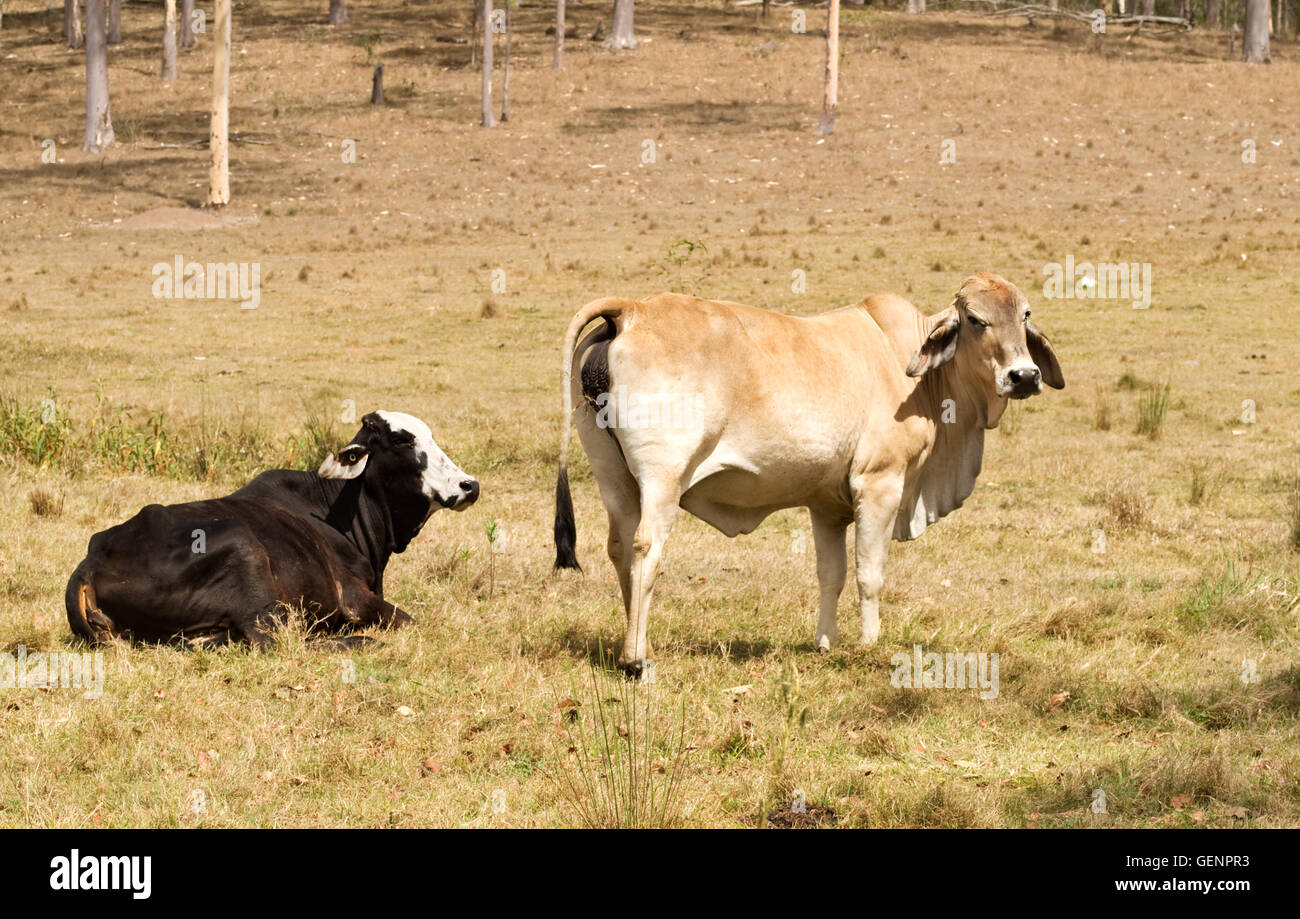 Deux vaches Bétail de Brahman free range on farm Banque D'Images