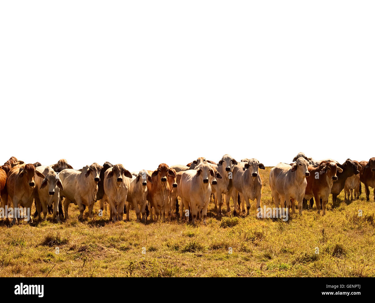 Troupeau de bovins à viande australienne brun et gris vaches brahman contre isolé sur fond blanc Banque D'Images